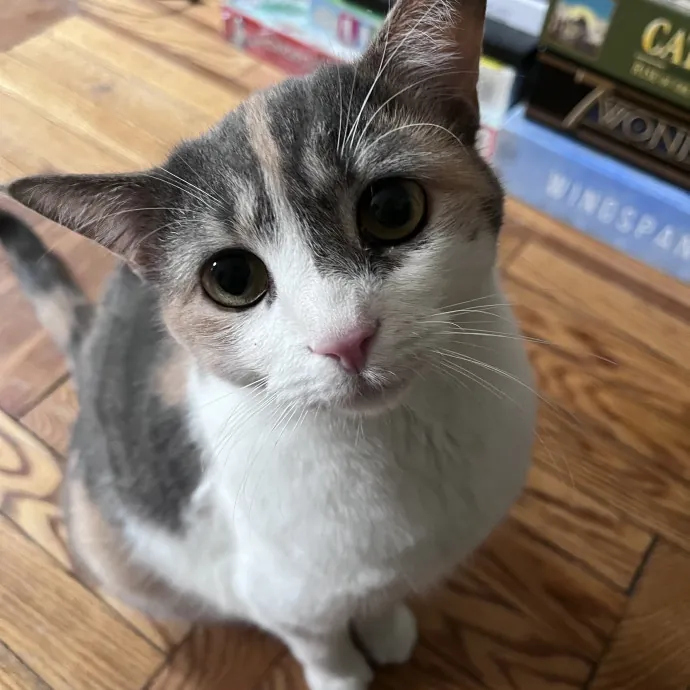 Loving And Reliable Cat Sitter