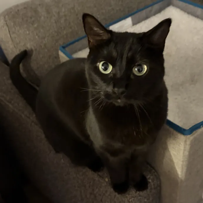 Loving And Reliable Cat Sitter