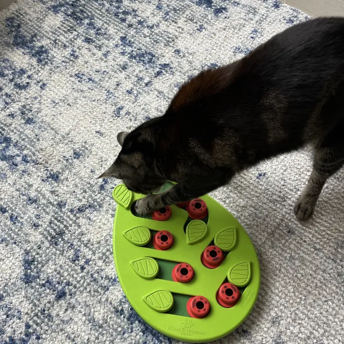 Loving And Reliable Cat Sitter