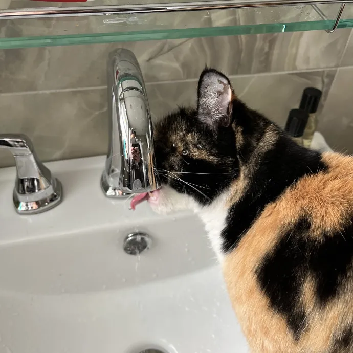 Loving And Reliable Cat Sitter