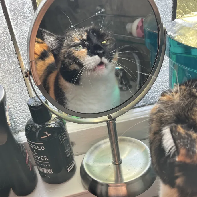 Loving And Reliable Cat Sitter