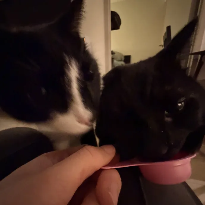 Loving And Reliable Cat Sitter