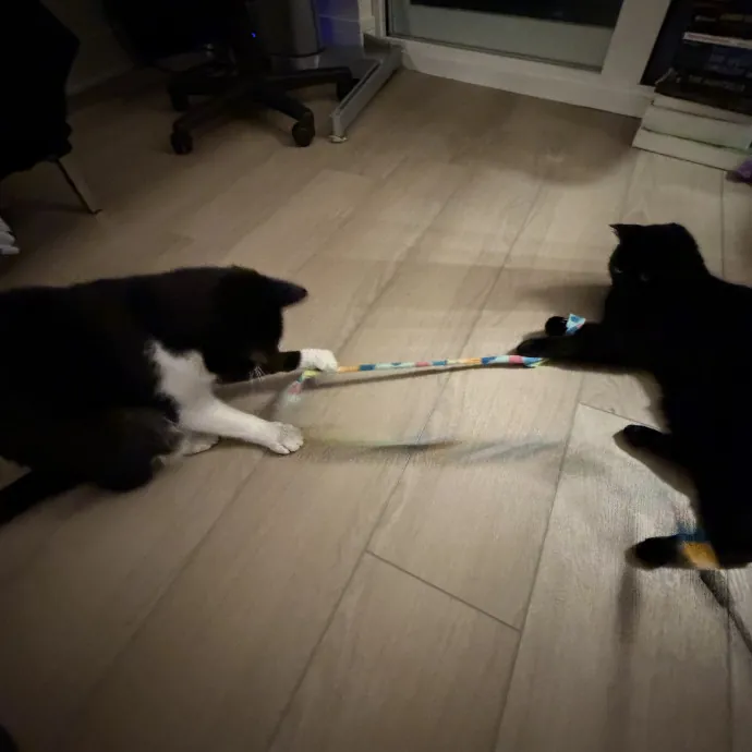 Loving And Reliable Cat Sitter