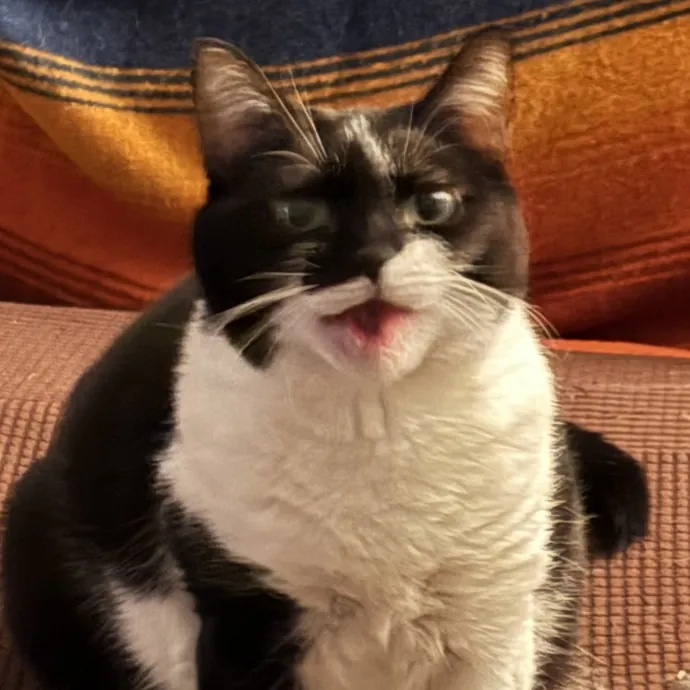 Loving And Reliable Cat Sitter