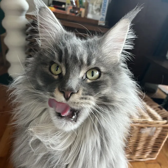 Loving And Reliable Cat Sitter