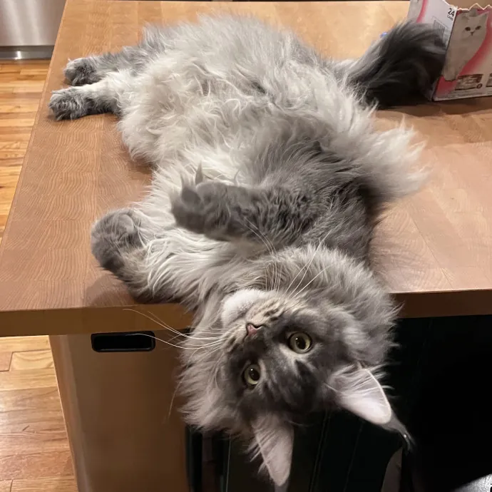 Loving And Reliable Cat Sitter