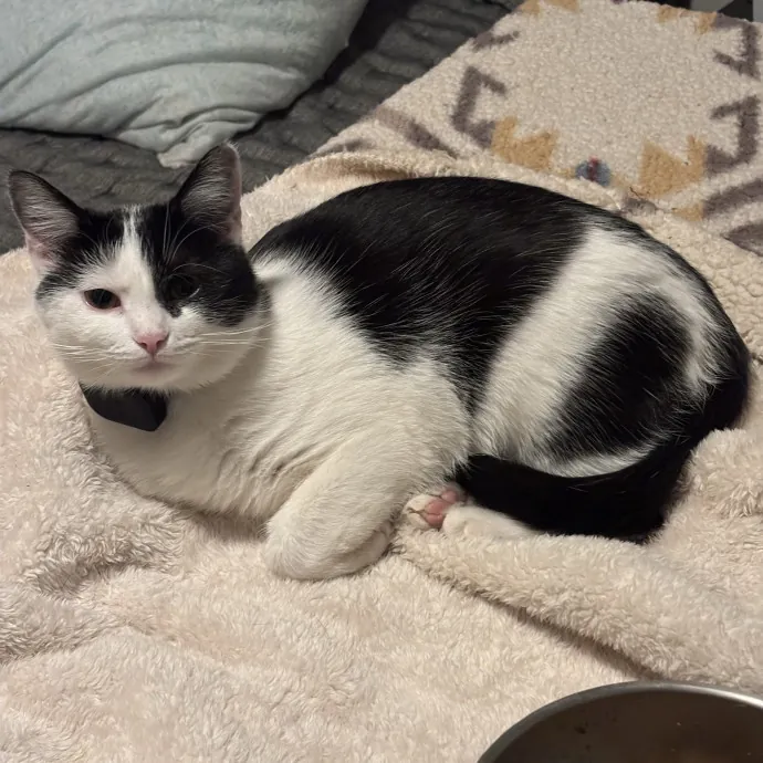 30 Plus Years Of Loving Care With Cats