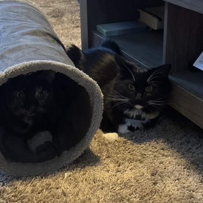 30 Plus Years Of Loving Care With Cats