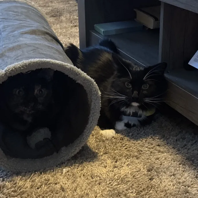 30 Plus Years Of Loving Care With Cats