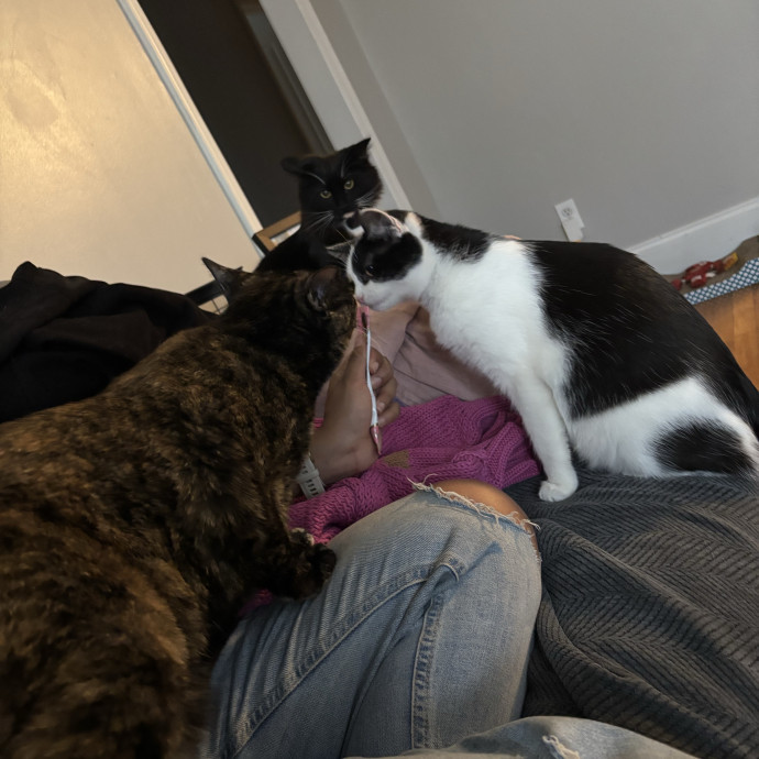 30 Plus Years Of Loving Care With Cats