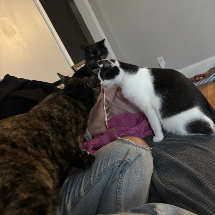 30 Plus Years Of Loving Care With Cats