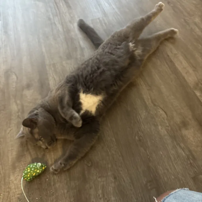 30 Plus Years Of Loving Care With Cats