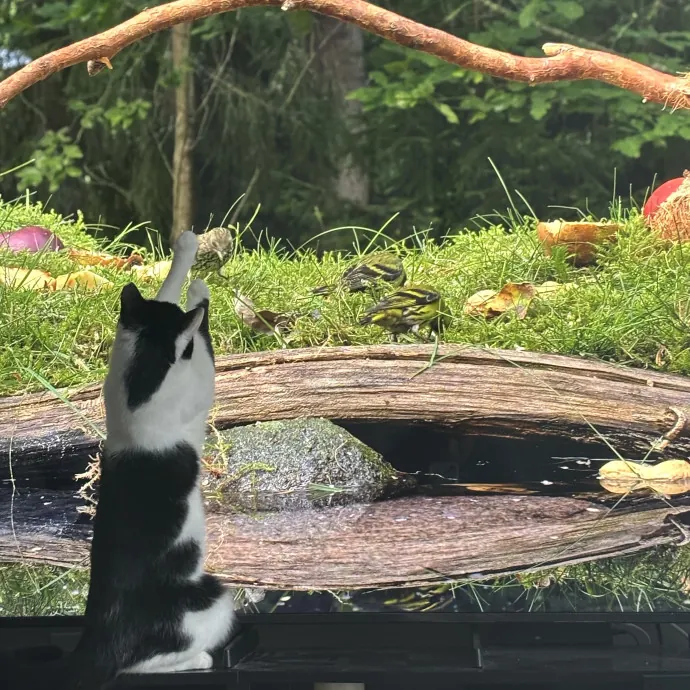 30 Plus Years Of Loving Care With Cats
