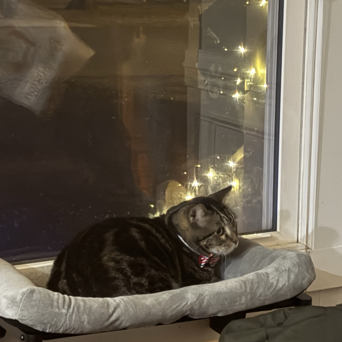 30 Plus Years Of Loving Care With Cats