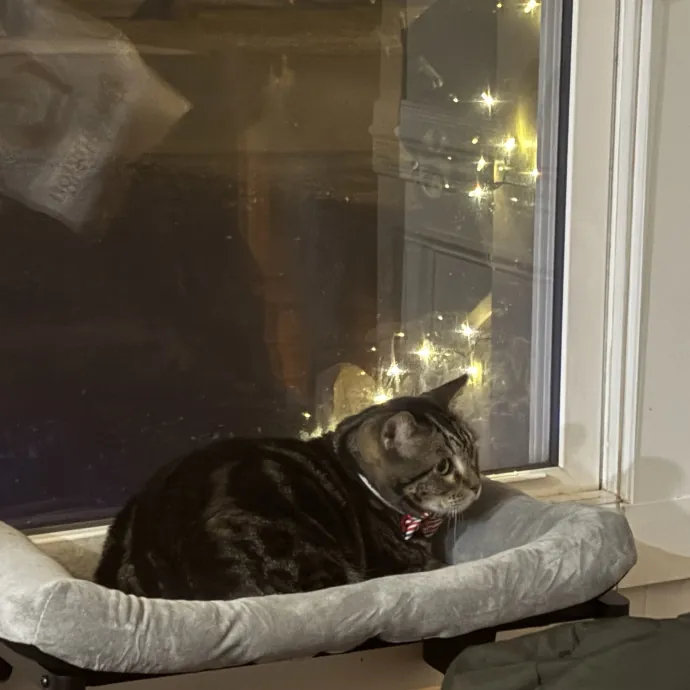 30 Plus Years Of Loving Care With Cats