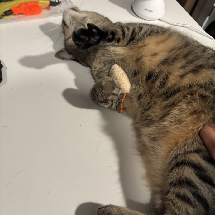 30 Plus Years Of Loving Care With Cats