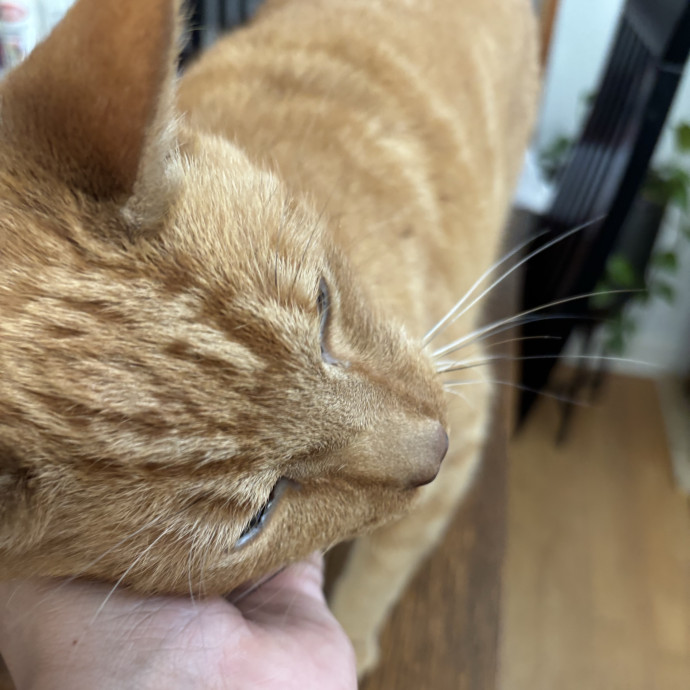 30 Plus Years Of Loving Care With Cats