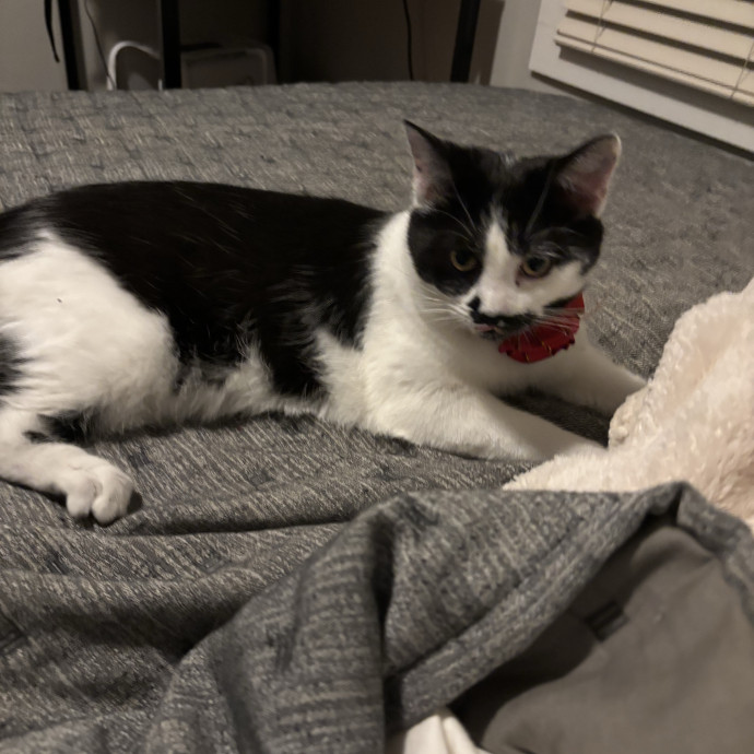 30 Plus Years Of Loving Care With Cats photo 3