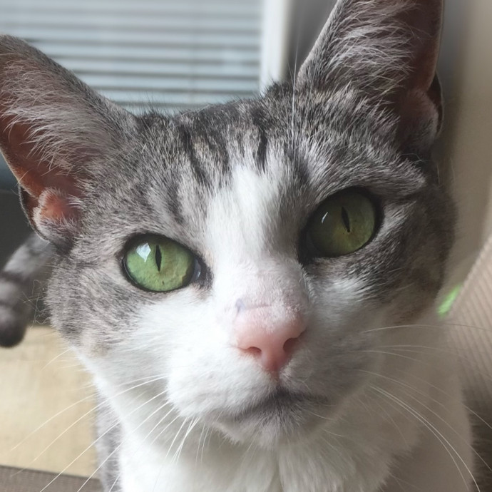 30 Plus Years Of Loving Care With Cats photo 2