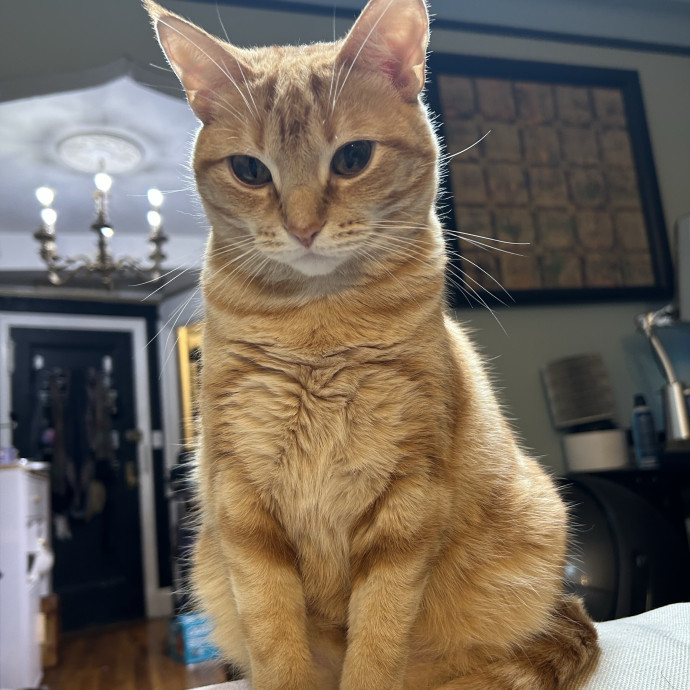 Puuuurfect Care