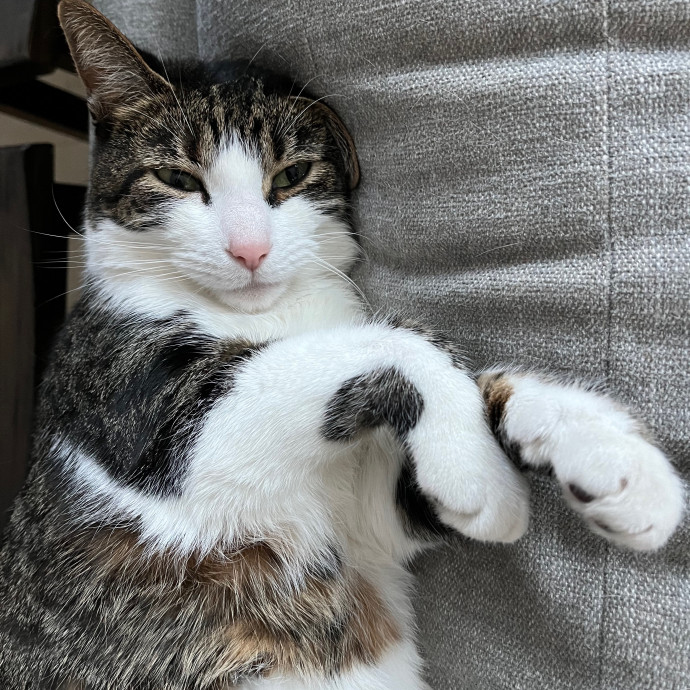 Lindsey's Cat Sitting - Thornton