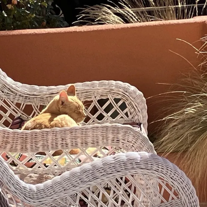 Traveling And Need A Long-Term Sitter