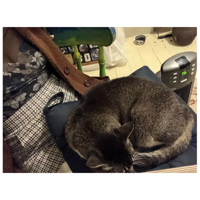 Traveling And Need A Long-Term Sitter