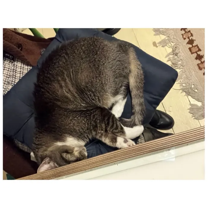 Traveling And Need A Long-Term Sitter