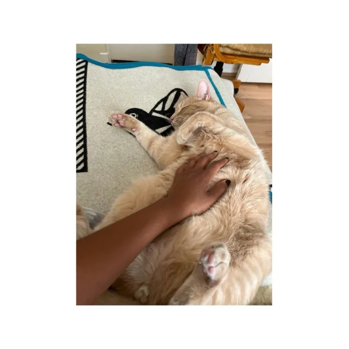 Traveling And Need A Long-Term Sitter