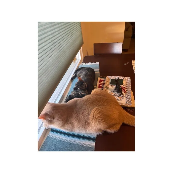 Traveling And Need A Long-Term Sitter