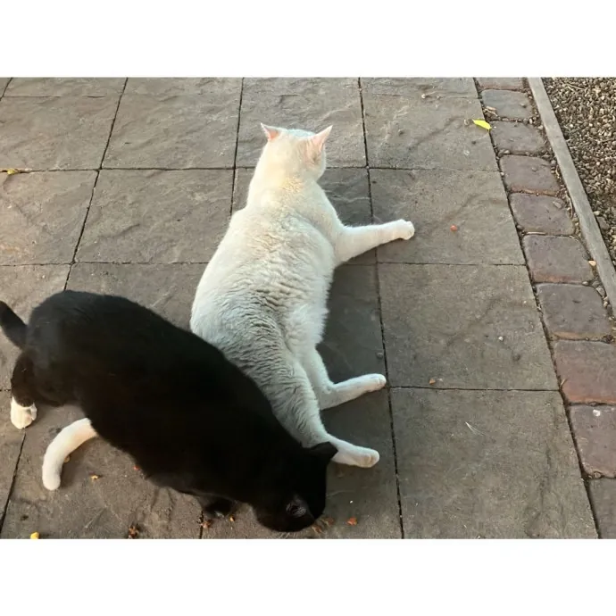 Traveling And Need A Long-Term Sitter
