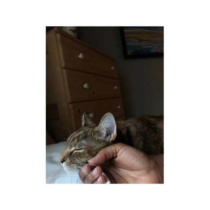 Traveling And Need A Long-Term Sitter