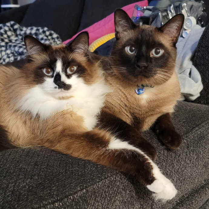 Mishea Kitty Sitting Services  Wvc Ut
