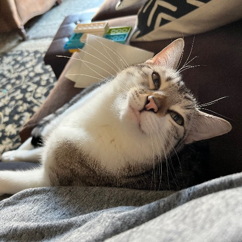Purr And Play Co