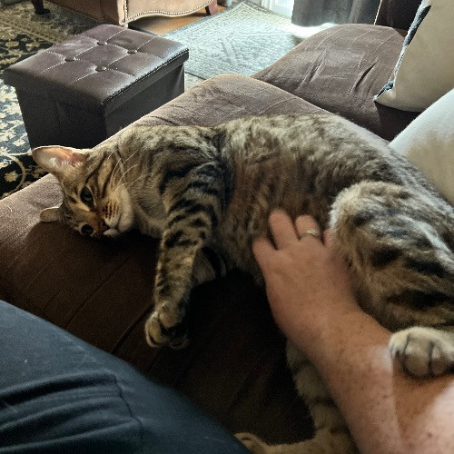 Purr And Play Co