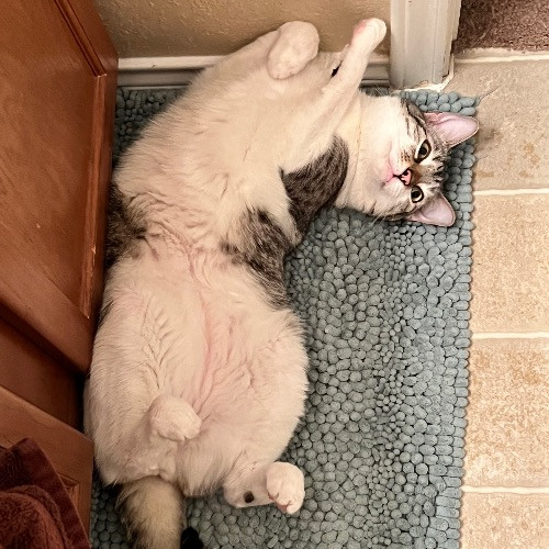 Purr And Play Co