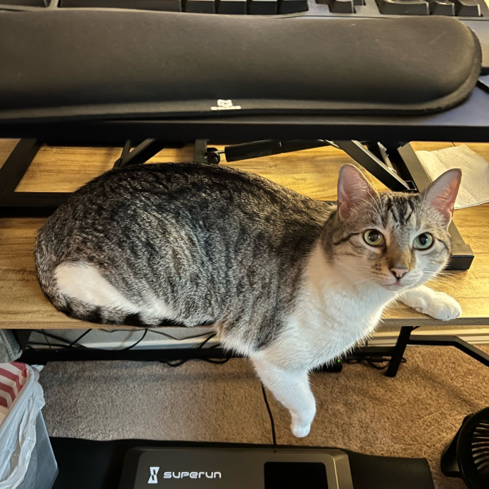 Purr And Play Co