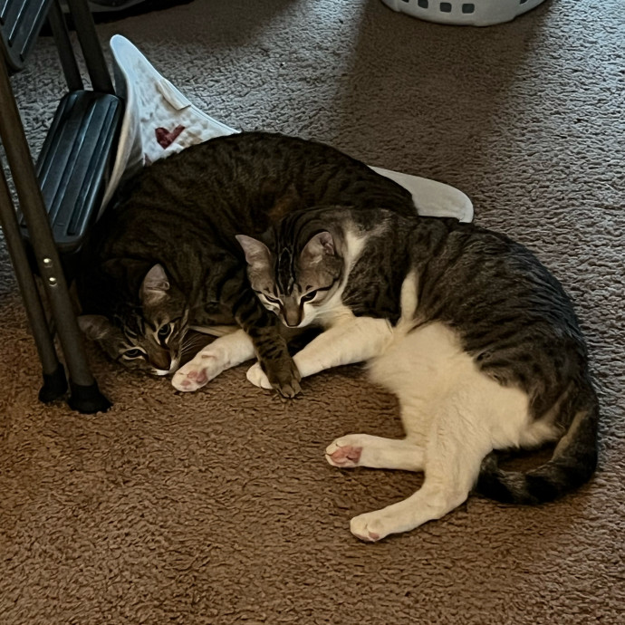 Purr And Play Co