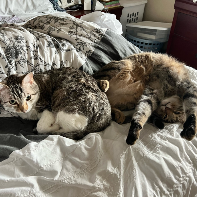 Purr And Play Co