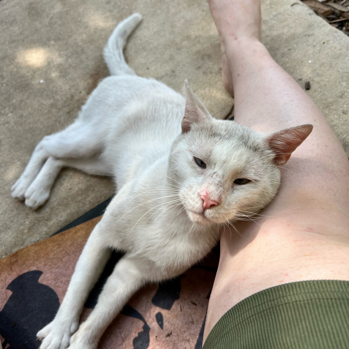 Purr And Play Co