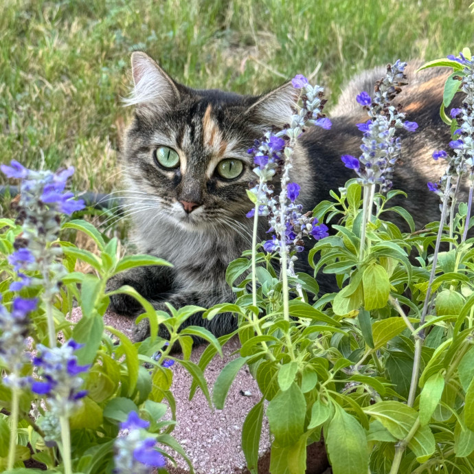 Purr And Play Co