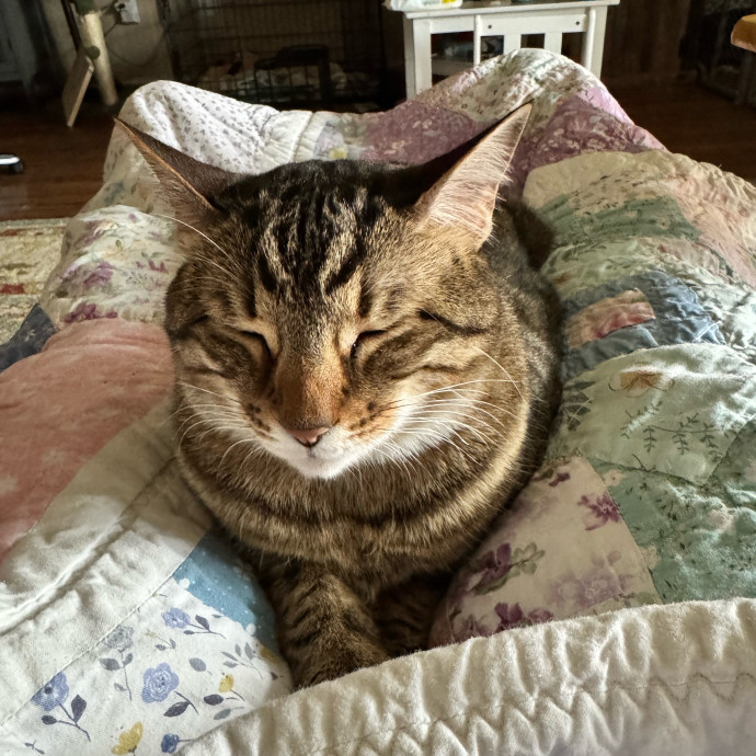 Purr And Play Co
