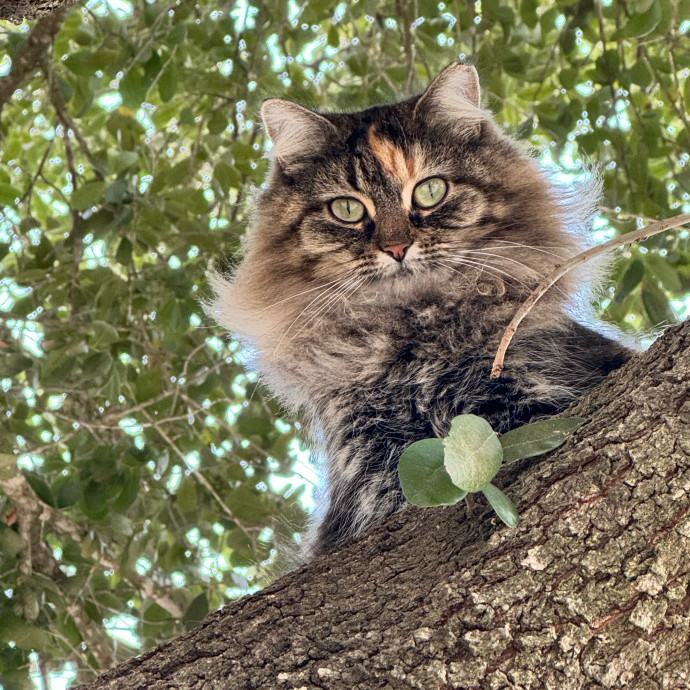 Purr And Play Co