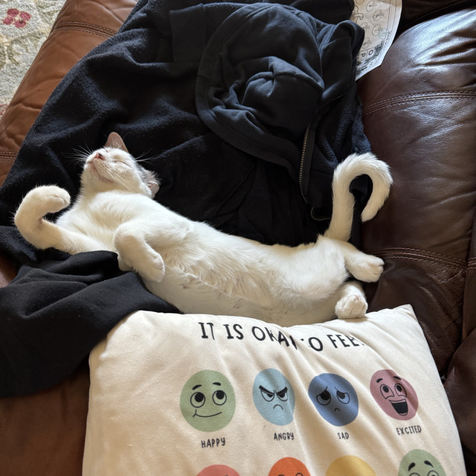 Purr And Play Co