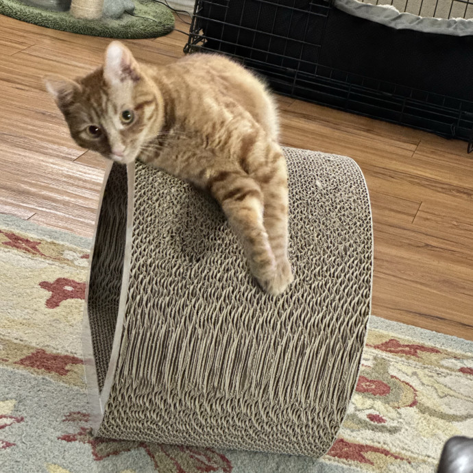 Purr And Play Co