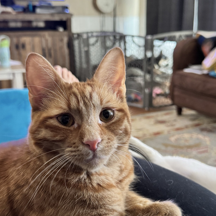 Purr And Play Co