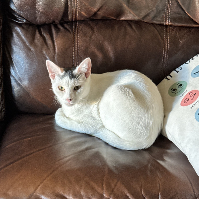 Purr And Play Co