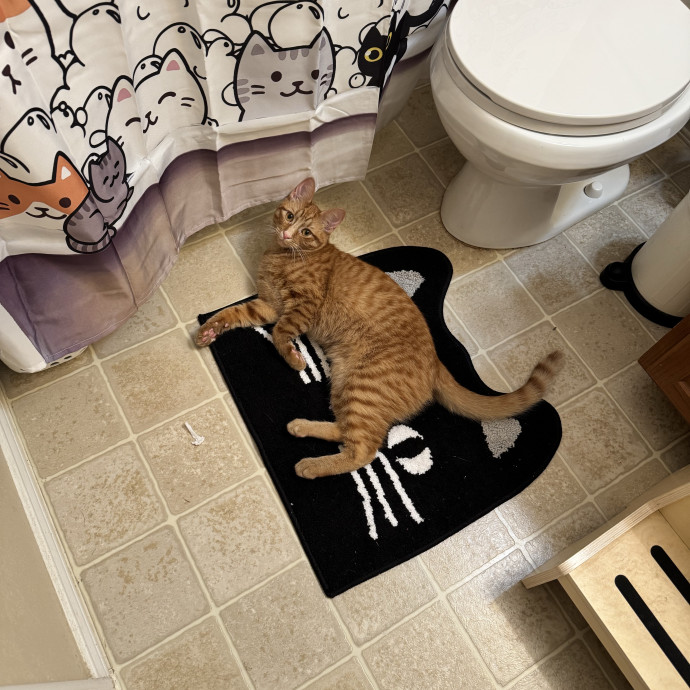 Purr And Play Co