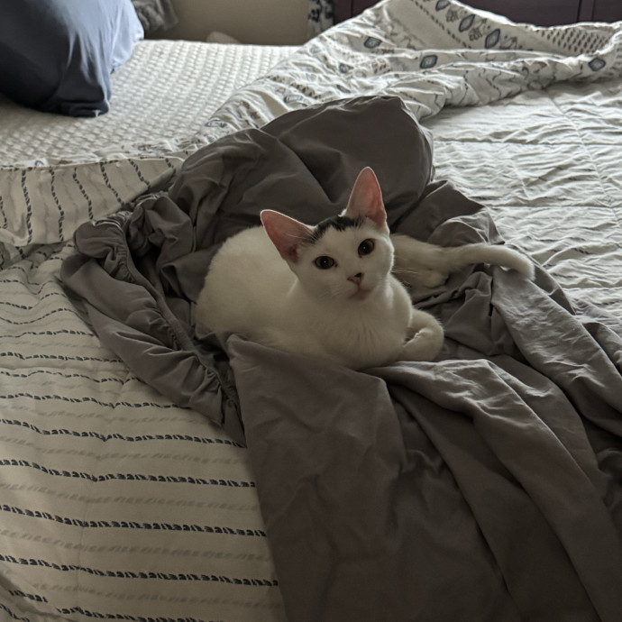 Purr And Play Co