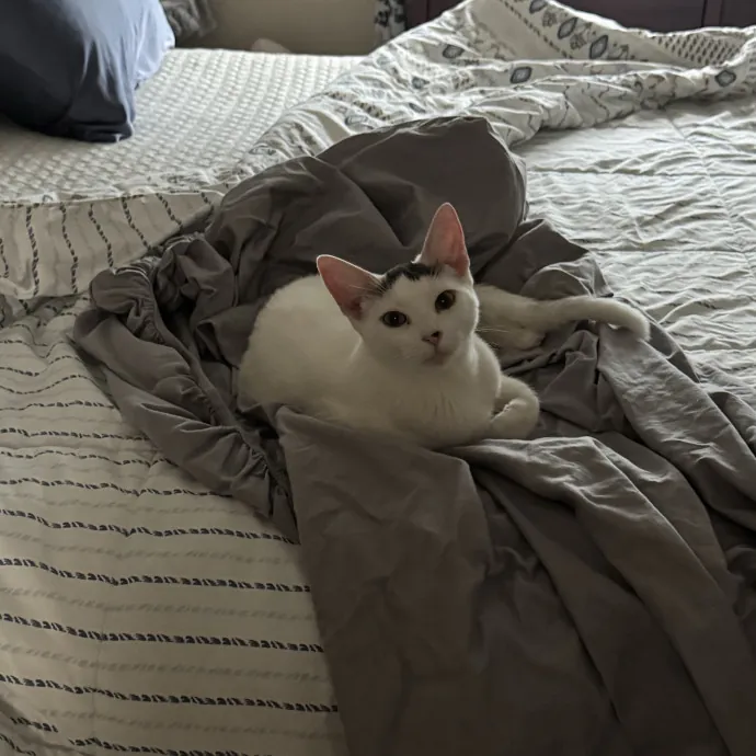 Purr And Play Co photo 4